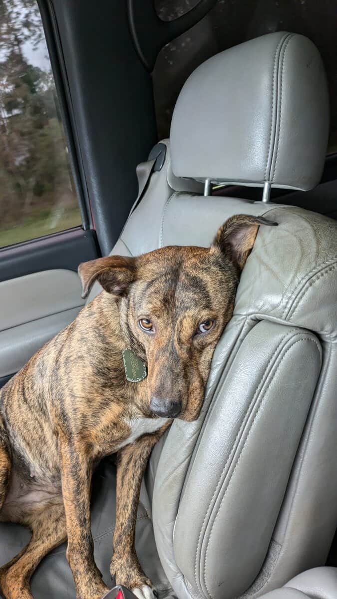 Loving Brindle image 1