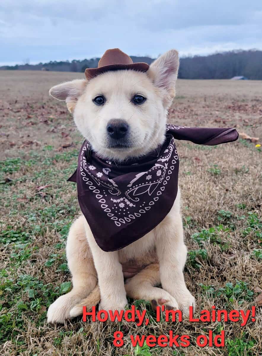 Shepsky Puppies image 1