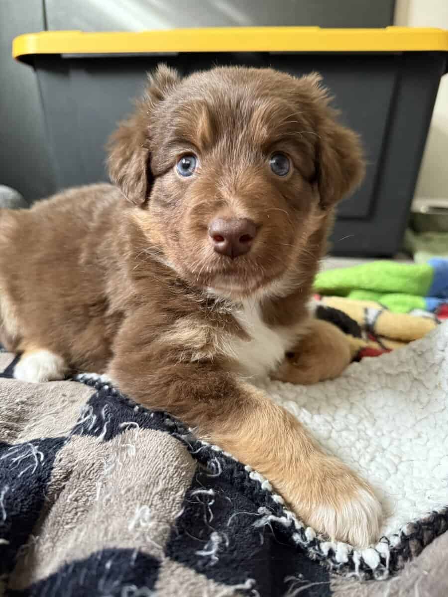 Australian Shepherd Red Female Puppy image 4