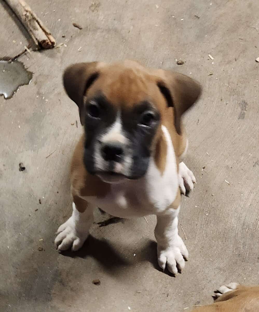 2 purebred 9 week male puppies image 4