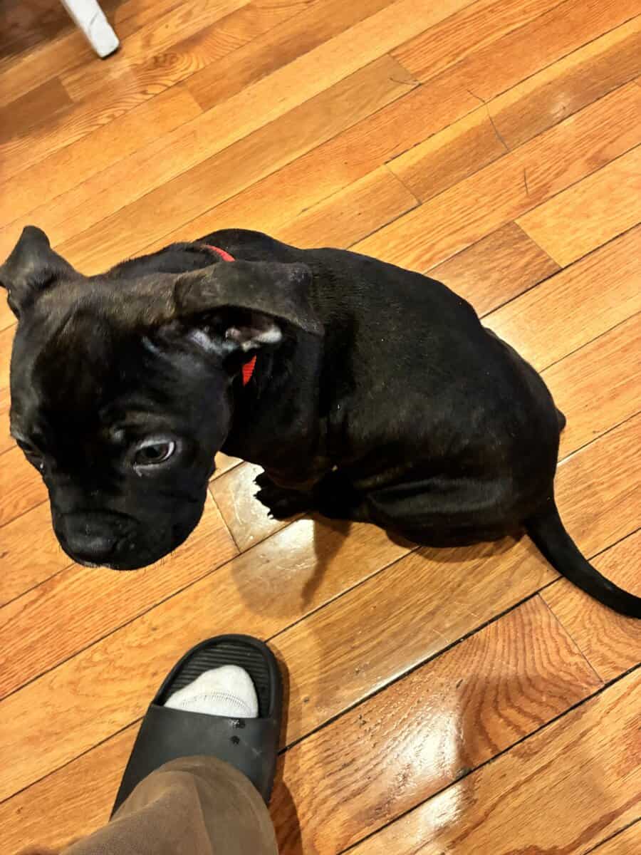 9 week old American bully puppy male image 2