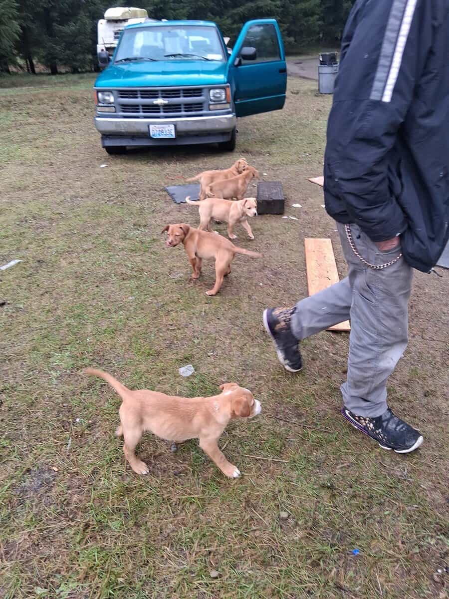 Ridgeback and pit puppies mix image 2