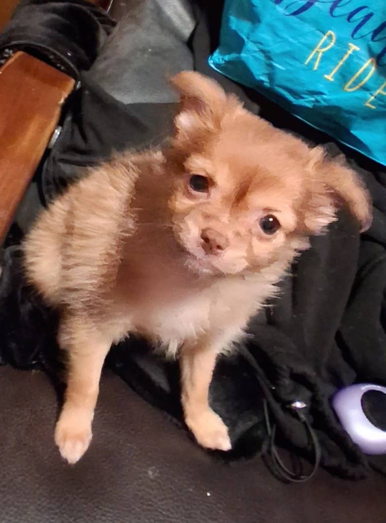 Pom hi - Female puppy image 3