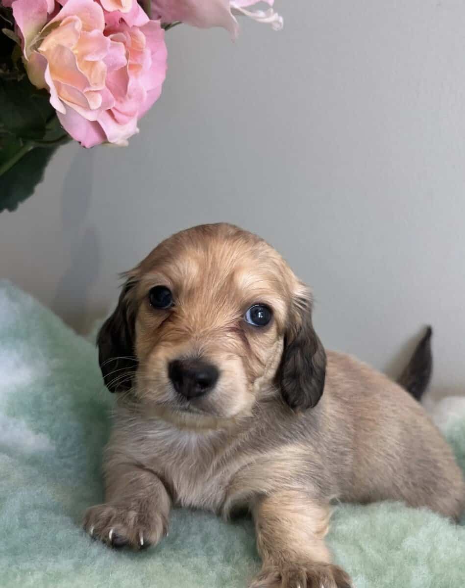 Miniature Dachshund Puppies Available image 3