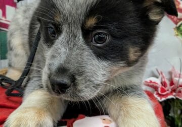 Aust. Blu Heeler Puppies. Super Smart!!!