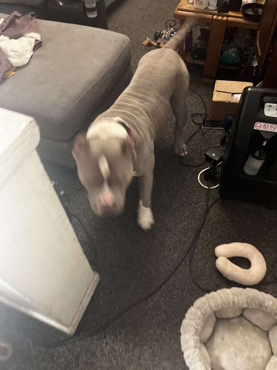 Male Xl bully 3years old image 2