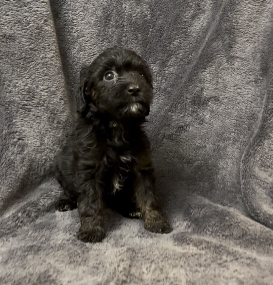 Puppies image 3