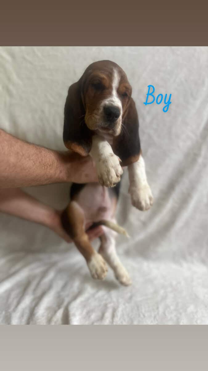 Purebred Basset Puppies image 5