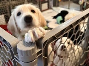 Golden Pyrenees Labradoodles just in time for Xmas