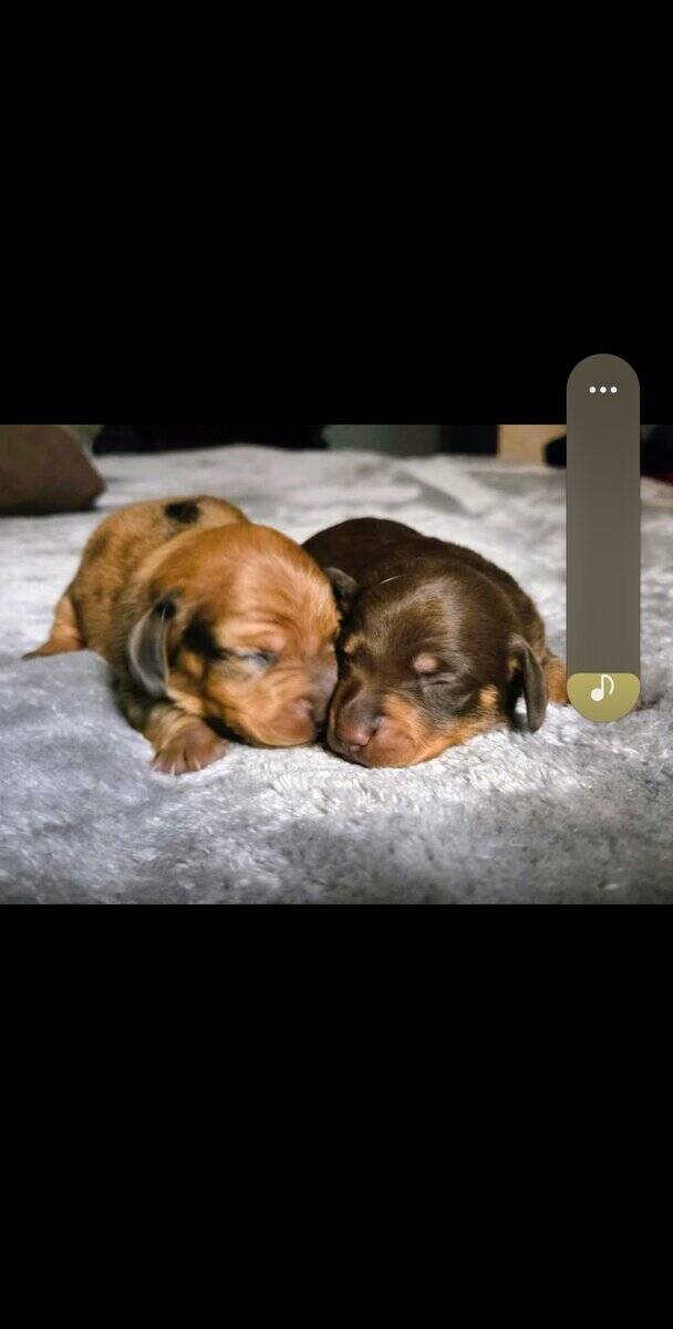 Mini dachshund puppies image 4
