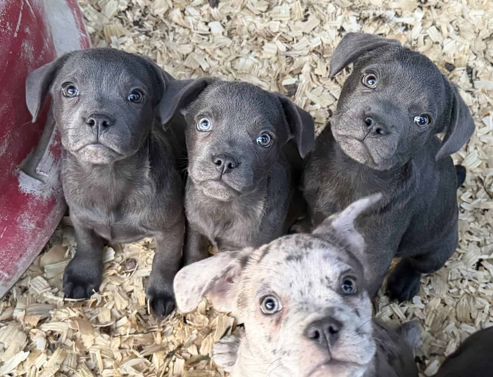 Zelda x Tiaga: Frenchador Litter image 1