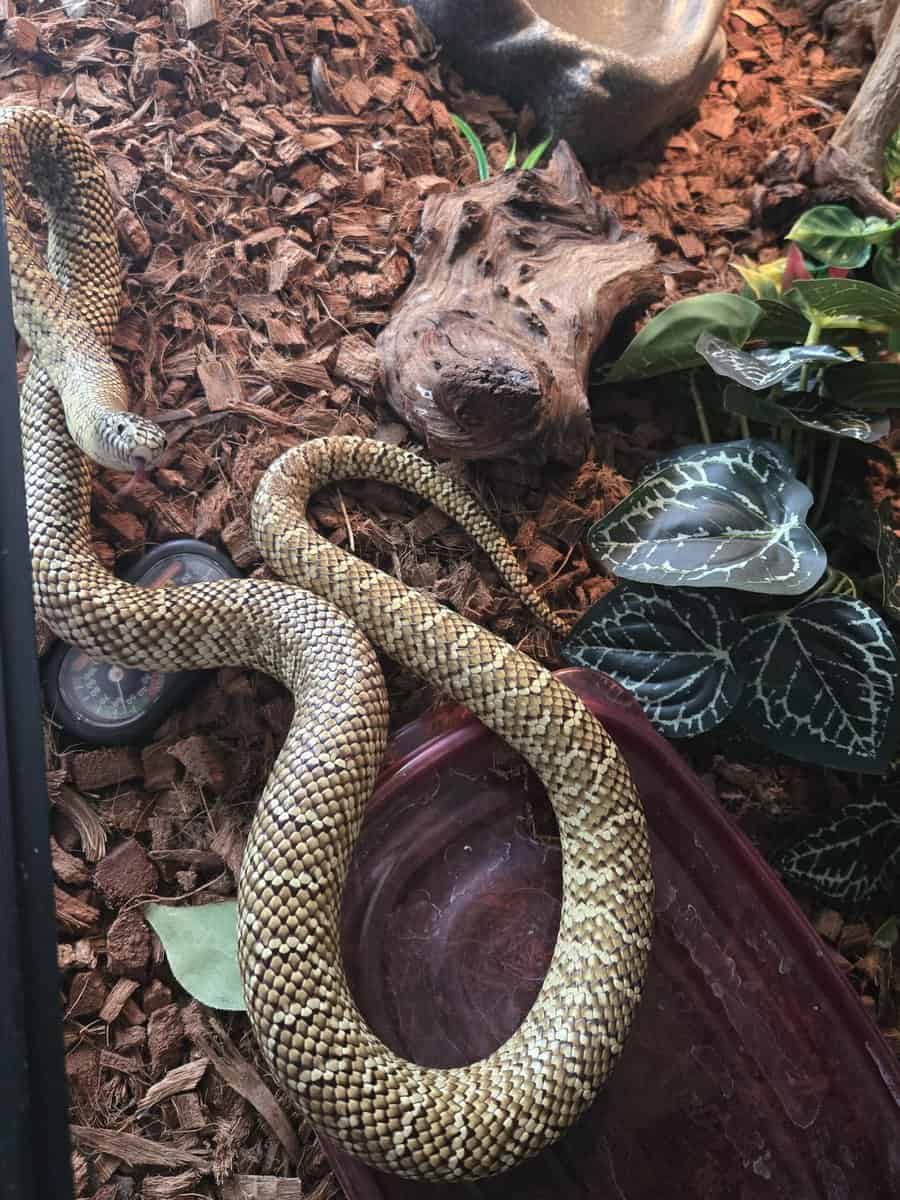 Kingsnakes image 4