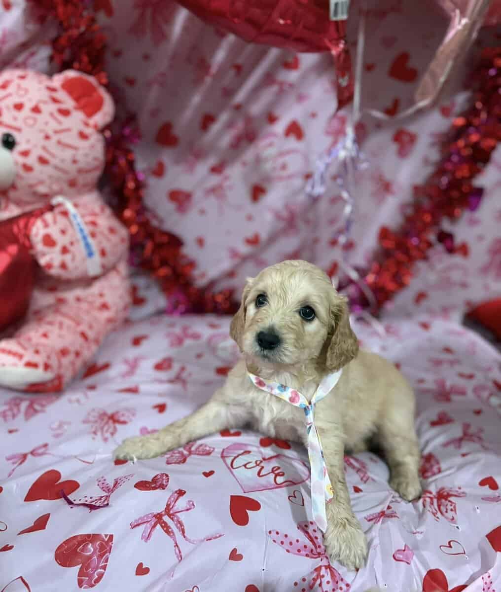 Goldendoodle Puippies image 1