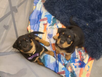 Healthy rottweiler puppies – 2 males left