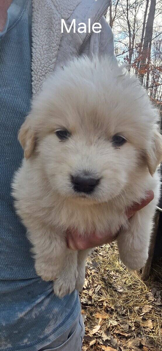 Pyrenees Mix Puppies in need of a home image 1
