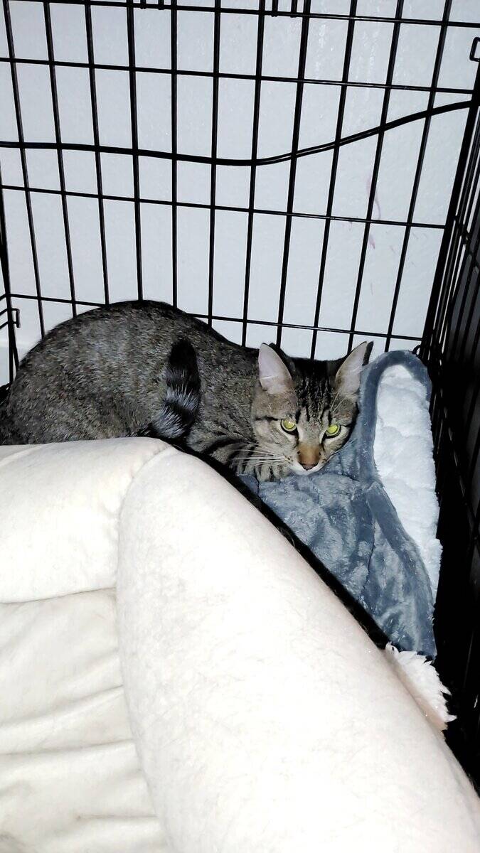 Siberian mix kittens image 1