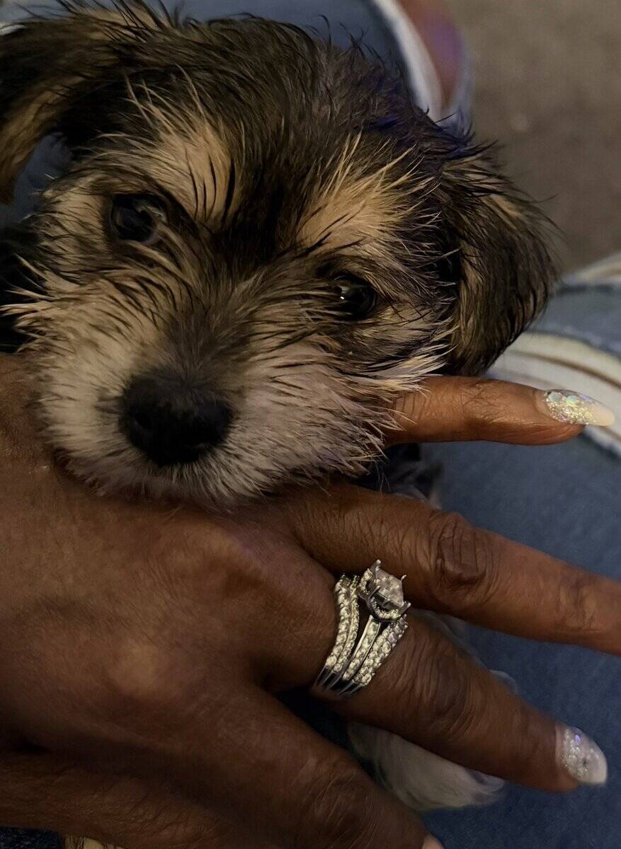 Playful Morkie Babies (Puppies) image 1