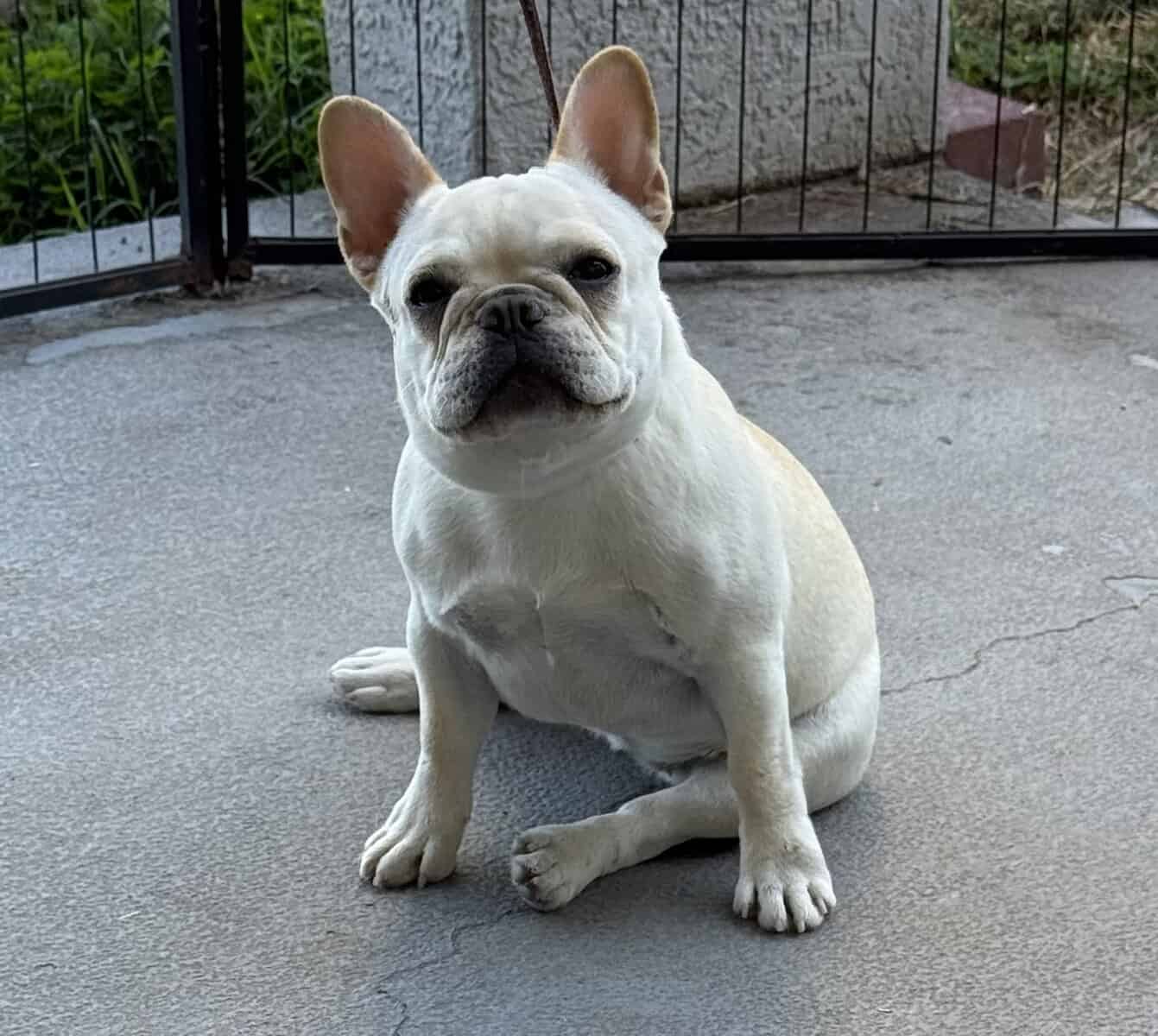 fawn 6 months female French Bulldog image 2