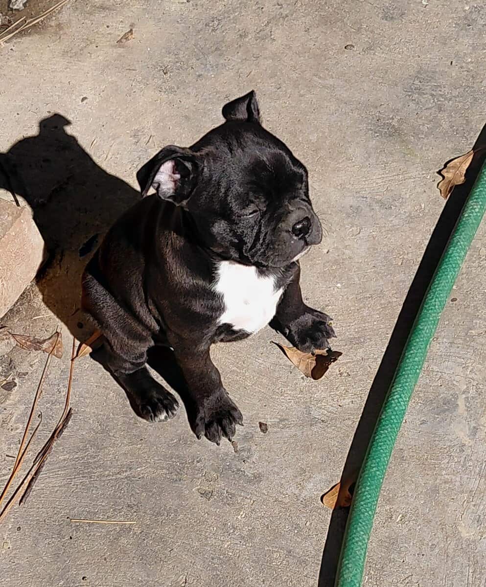 Boston terriers image 5