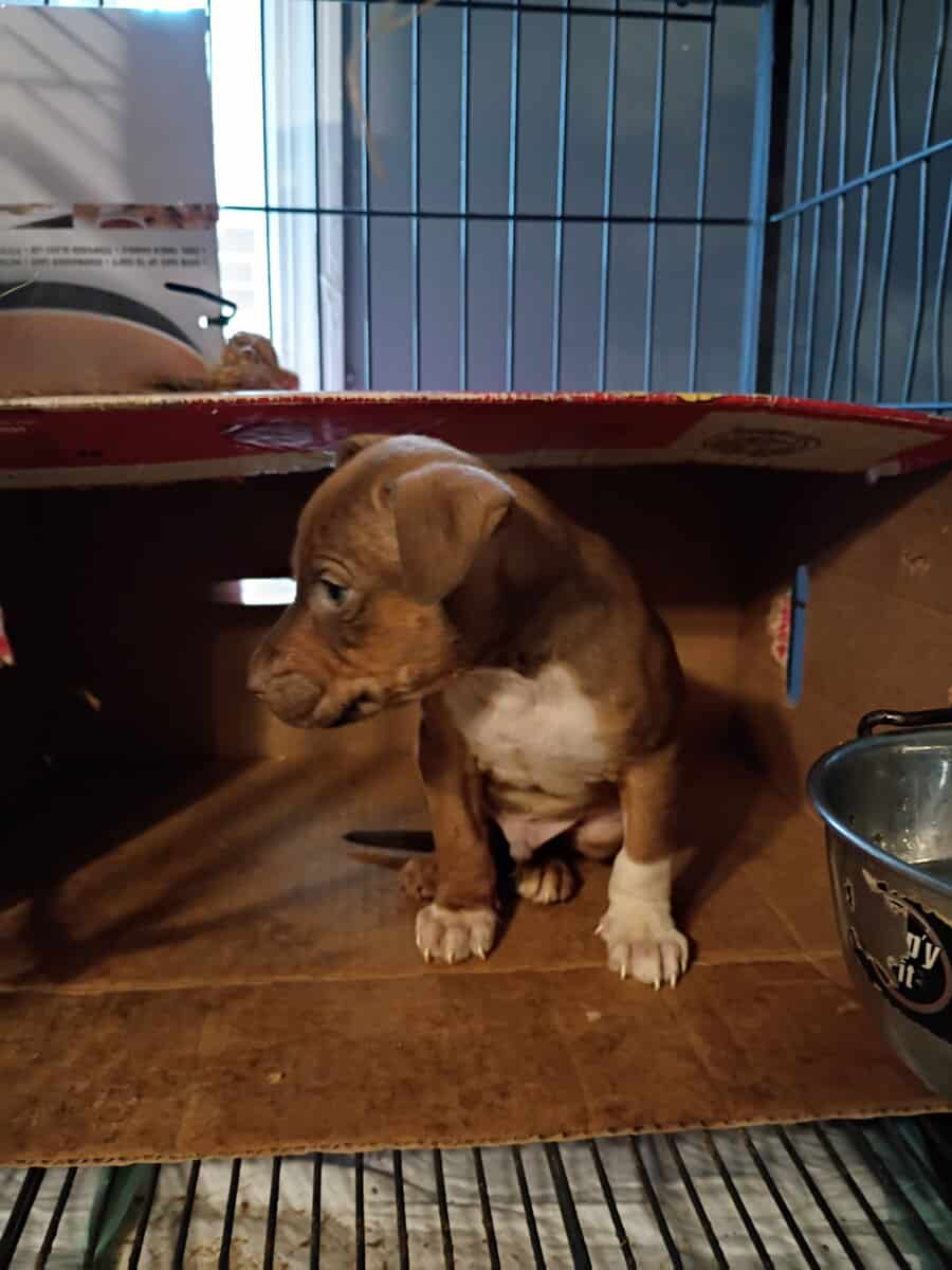 Pitbulls puppy 1 girl and 3 boys left image 12