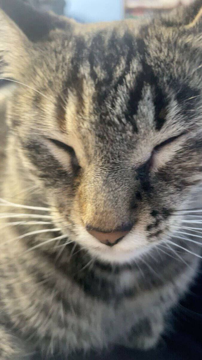Rehoming cat image 2