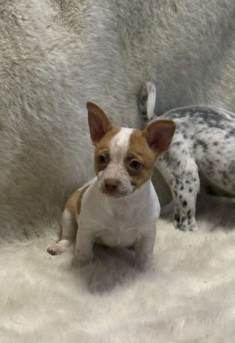 Chi-heeler Puppies image 1