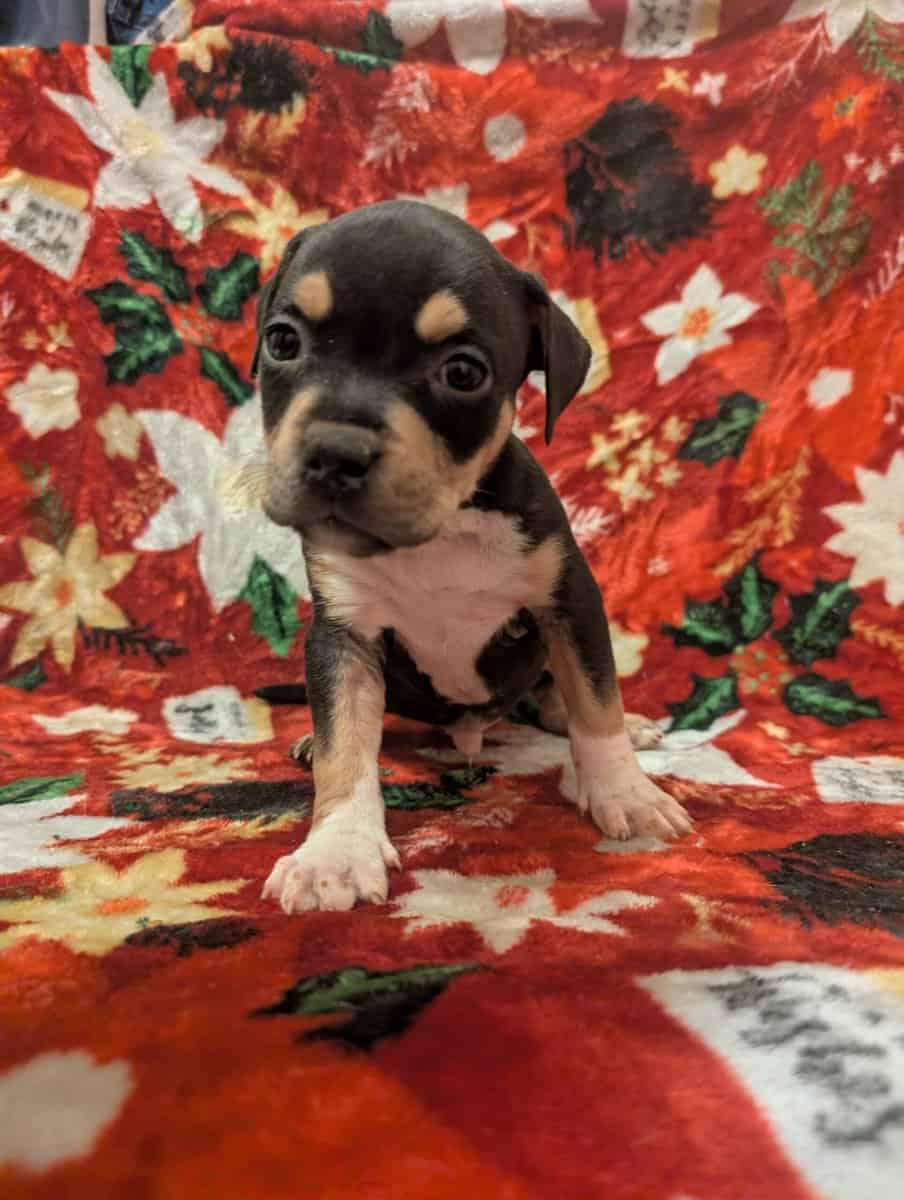 American bully puppies image 4