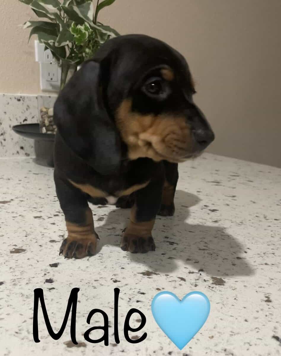Male dachshund puppy image 2