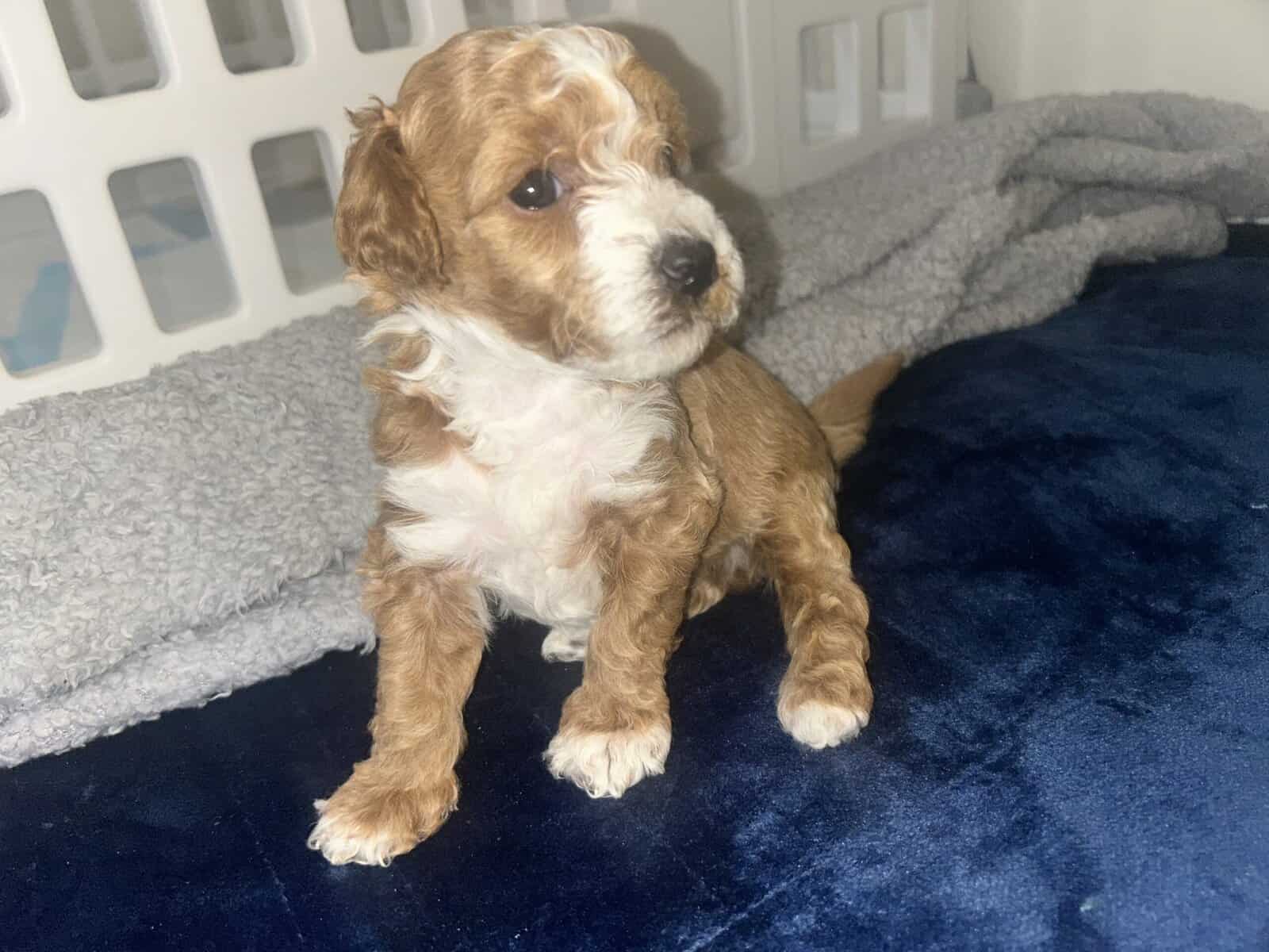 Mini Ausipoodle for sale image 3