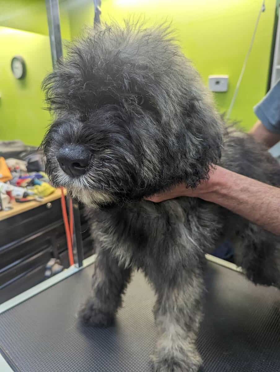 Bouvier Des Flandres image 4