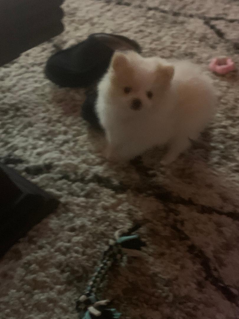 Blue Eyed Boy Pomeranian Puppy image 3