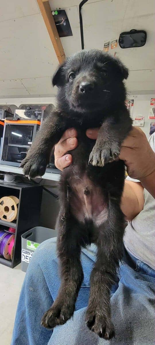 AKC Registered German Shepherd Puppies image 9
