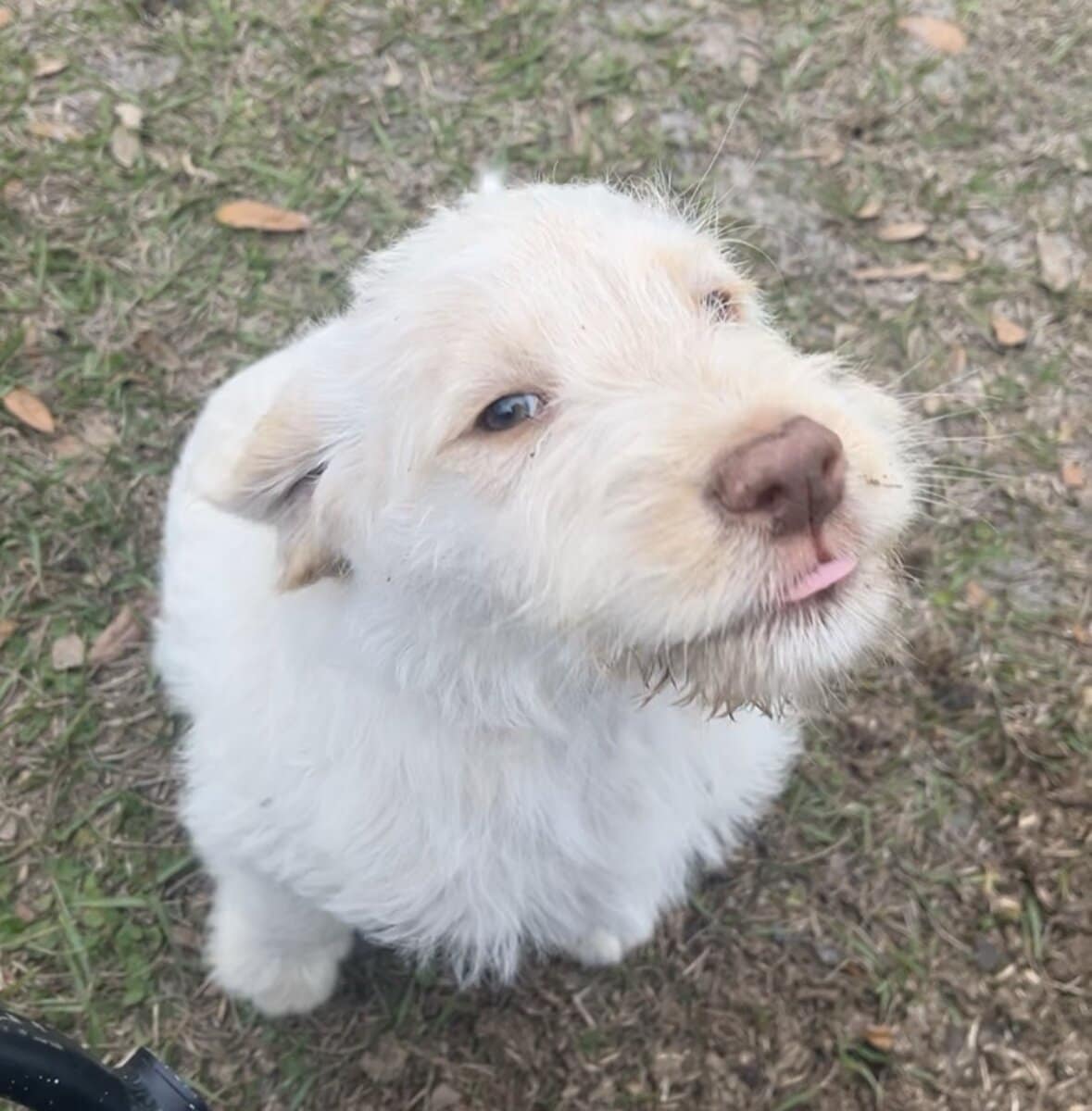 Labradoodle Puppy image 2