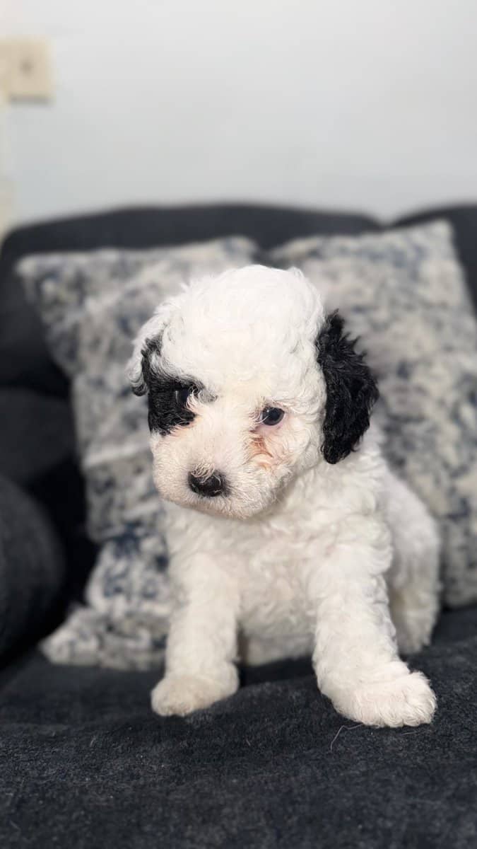 Maltipoo puppies image 4