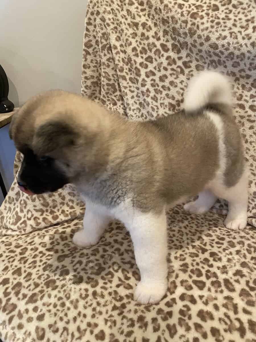 American Akita puppies image 7