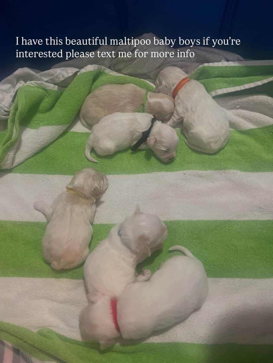 Puppies image 1