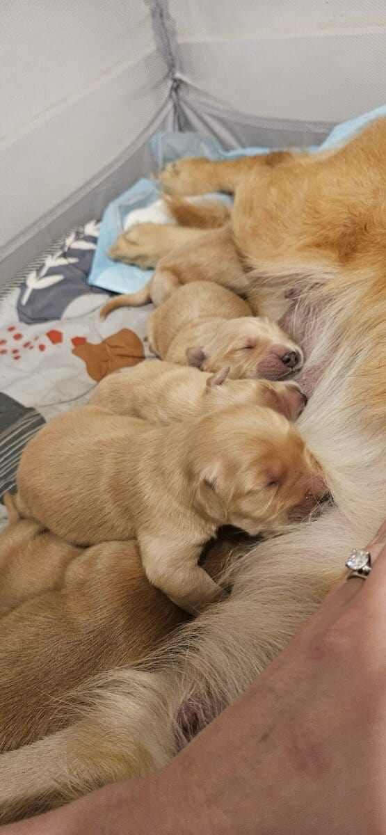 Puppies image 6
