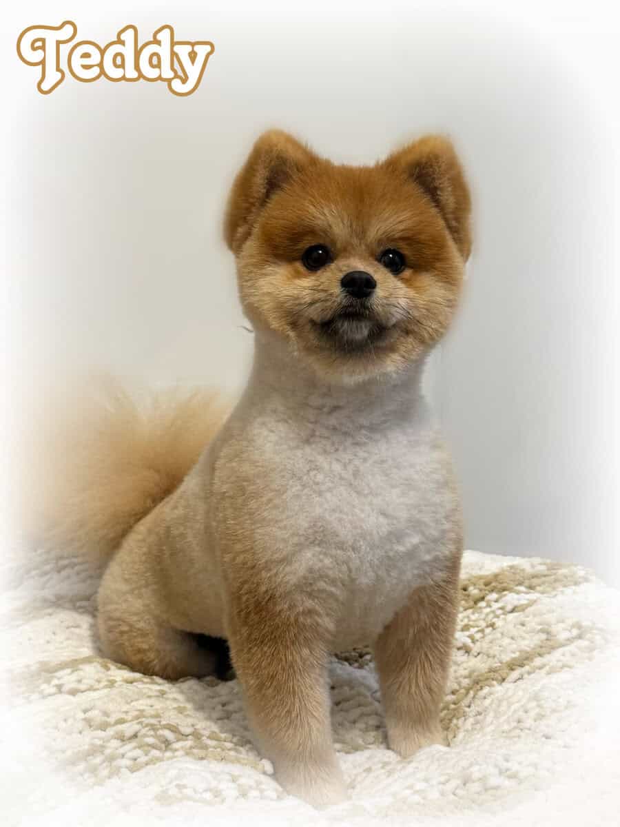 ICA registered Tri-colored Teddy Bear Pom image 6