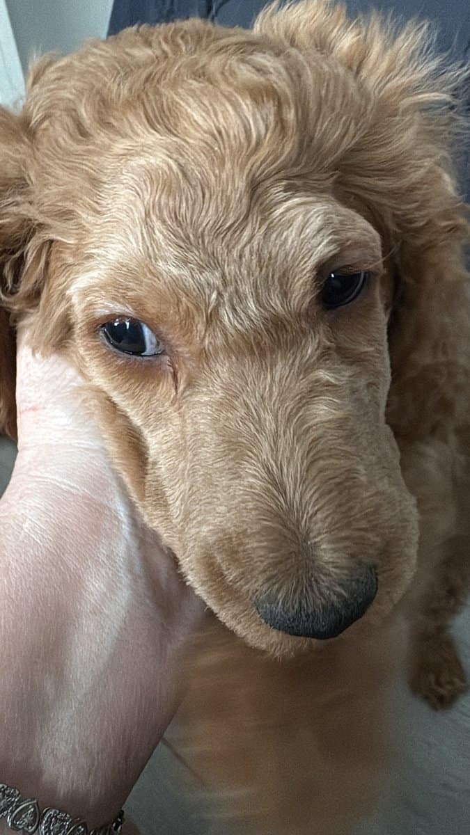 AKC standard poodle puppies image 15