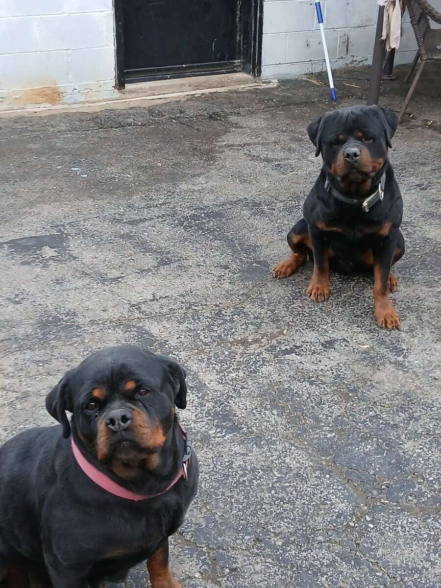 German Rottweiler puppies image 3