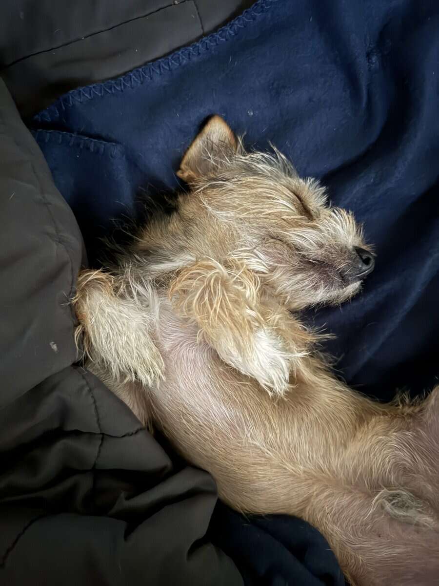 Chorkie male puppy image 8