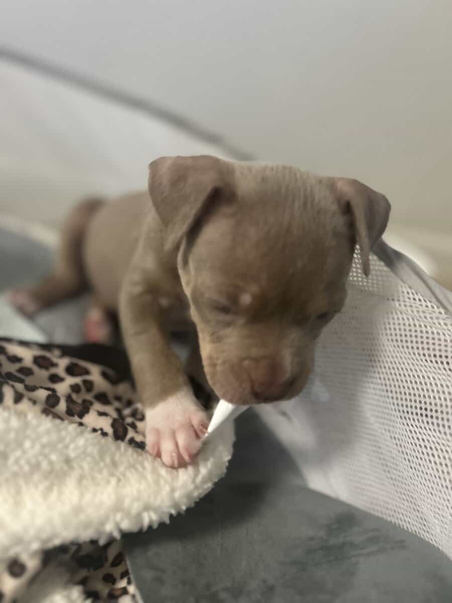 Puppy for sale Say hi to Denim image 2