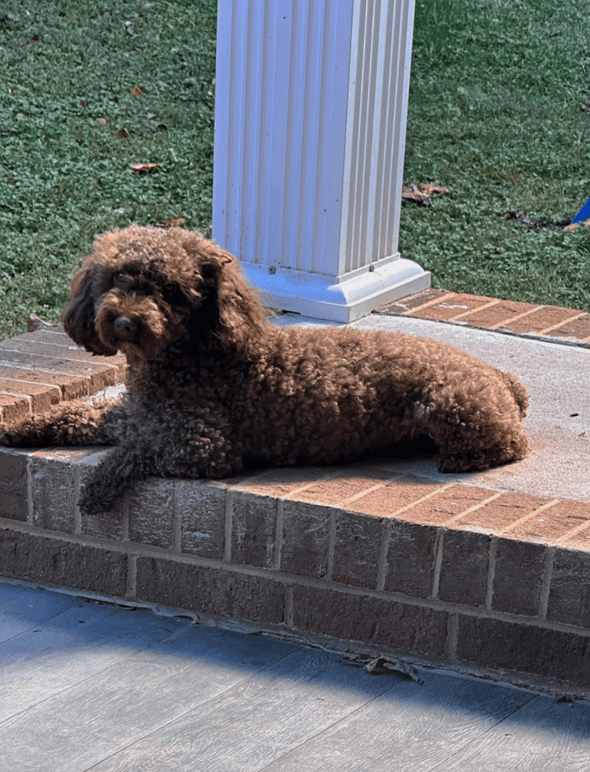 Dog for sale Cavapoo image 2