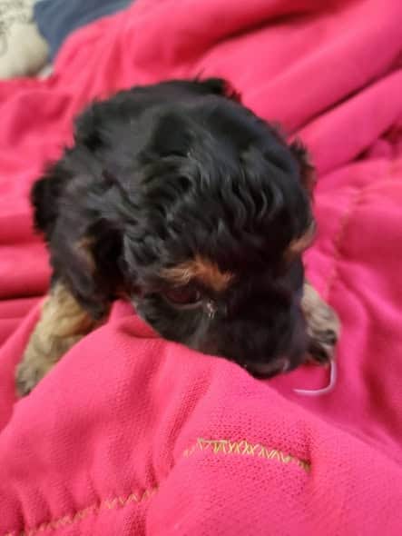 Toy Poodle puppies image 4