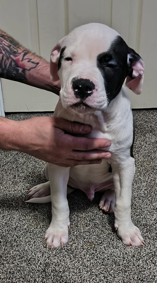 American Bulldog puppies image 6
