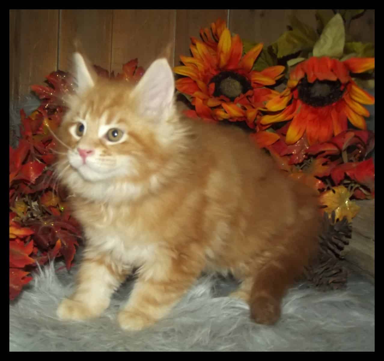 Gorgeous red red red Maine Coon kittens image 1