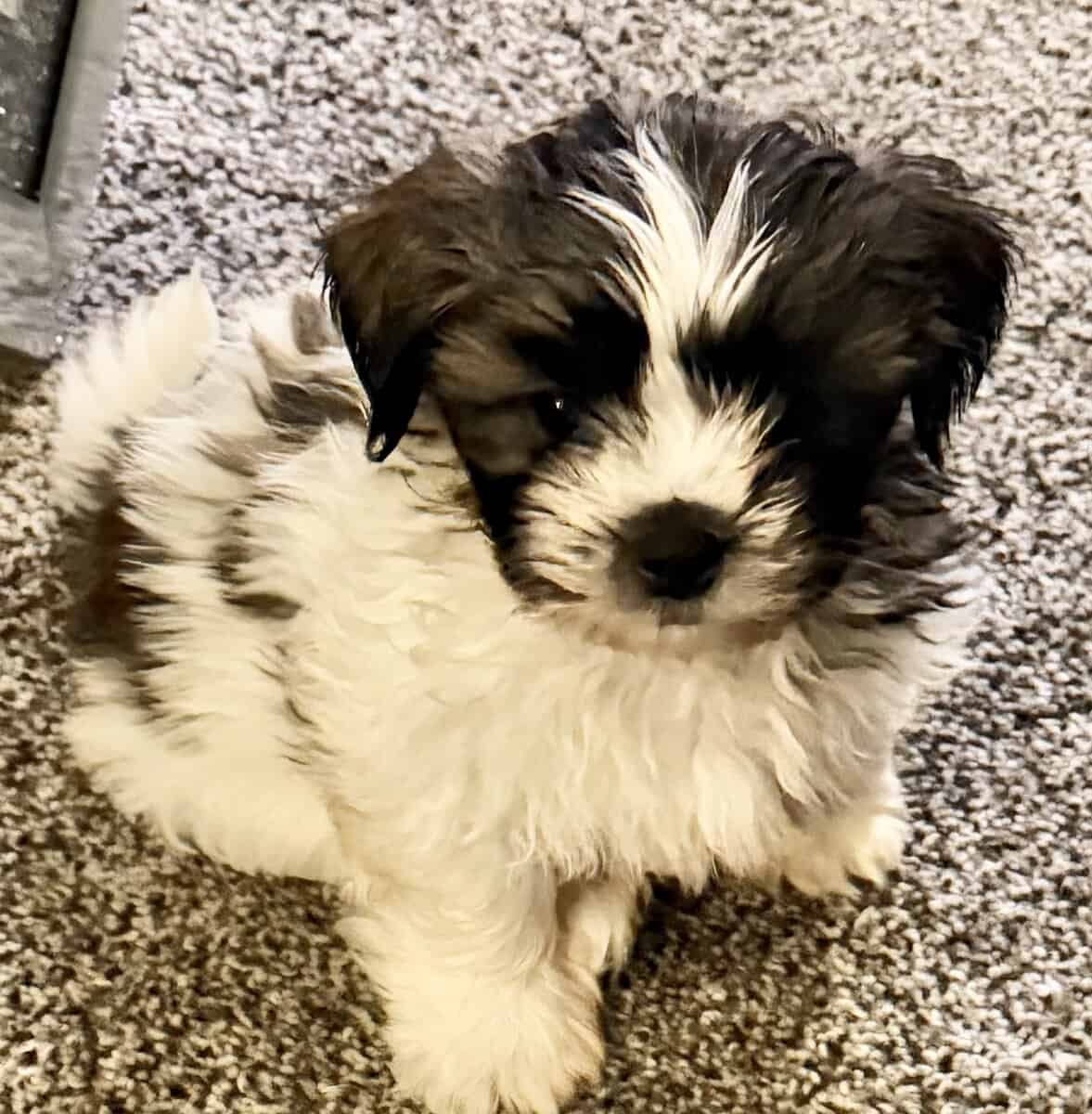 Adorable Teddy Bear Puppies image 1