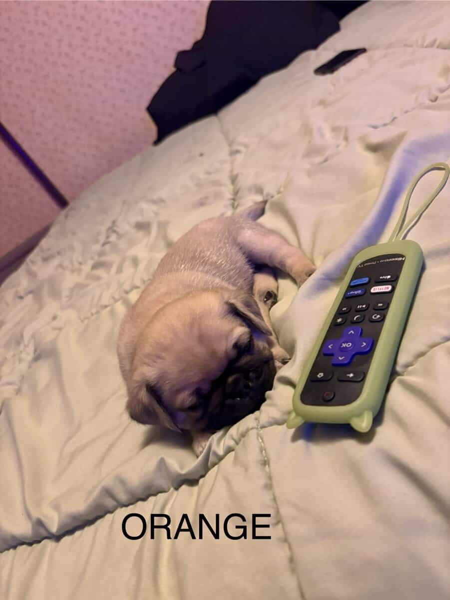 PUG PUPPIES!! image 7