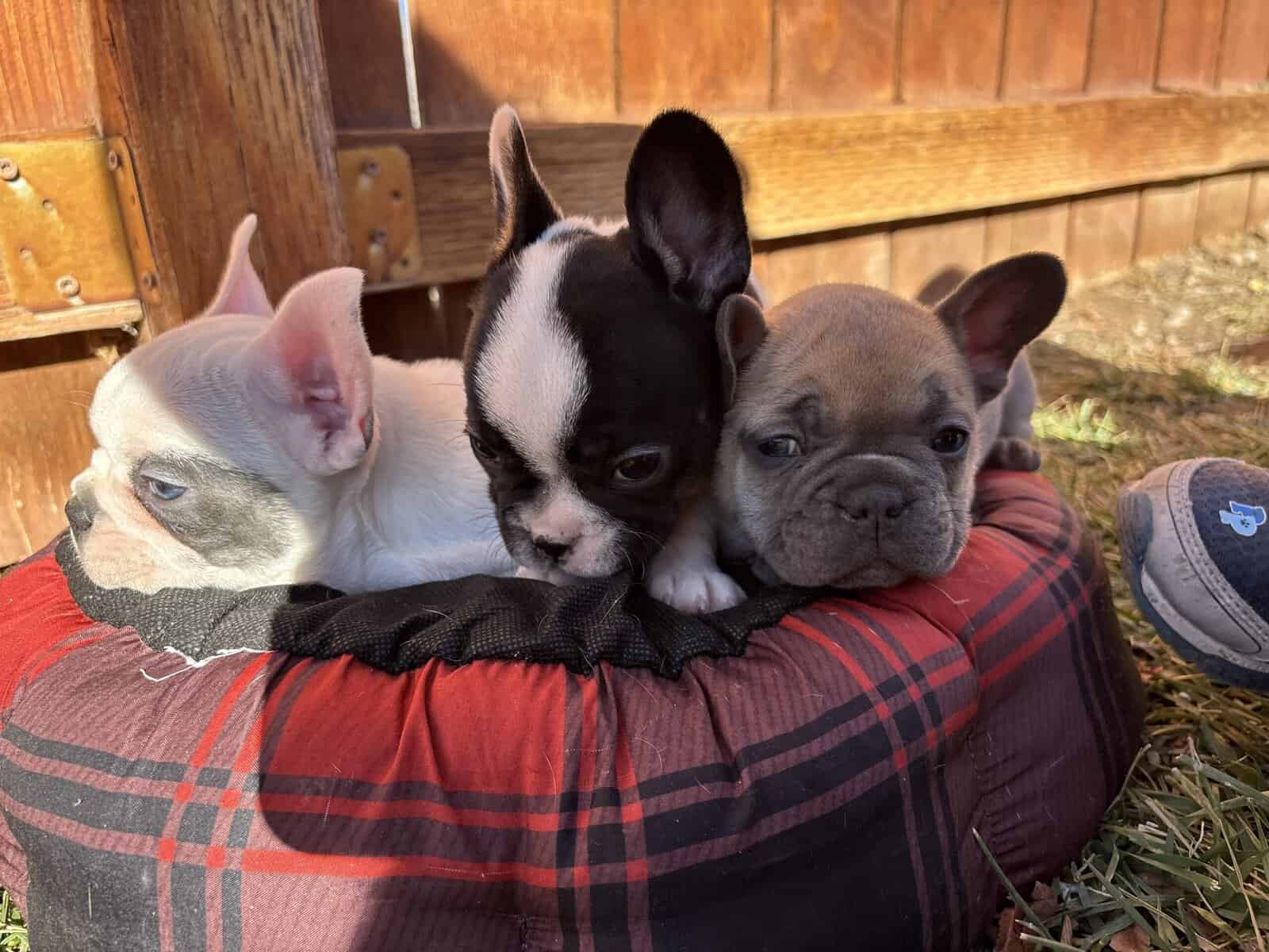 French Bulldog puppies image 11