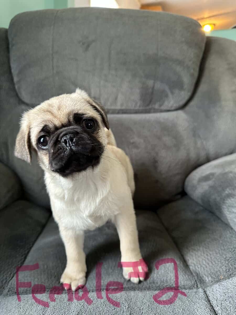 Ckc pug puppies 9 weeks image 2